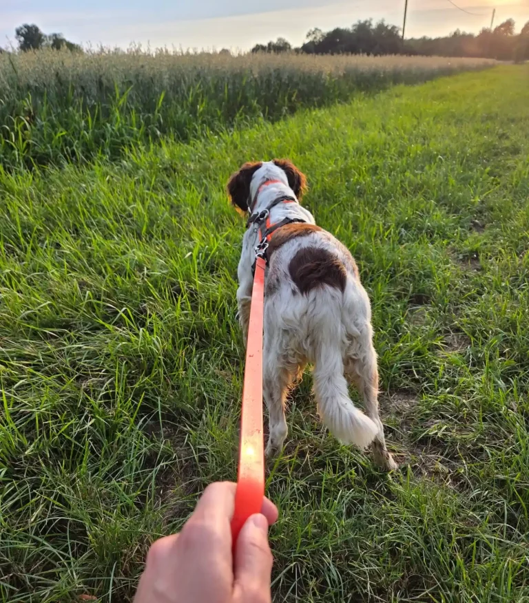 Hund in Freising - Hundetraining DogRounder